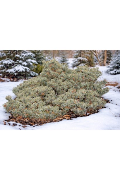 Pinus Кінпо взимку